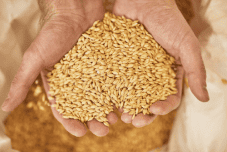 Crop Protection and Seeds